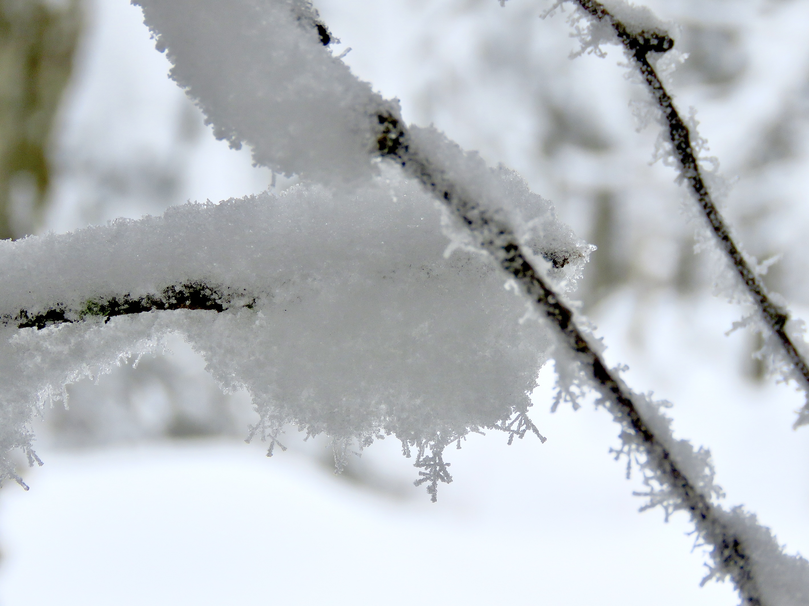 1.25.24.Lowell.Thomas.Hors.Piste.Snow.Crystal.Macro.Detail.a.jpg