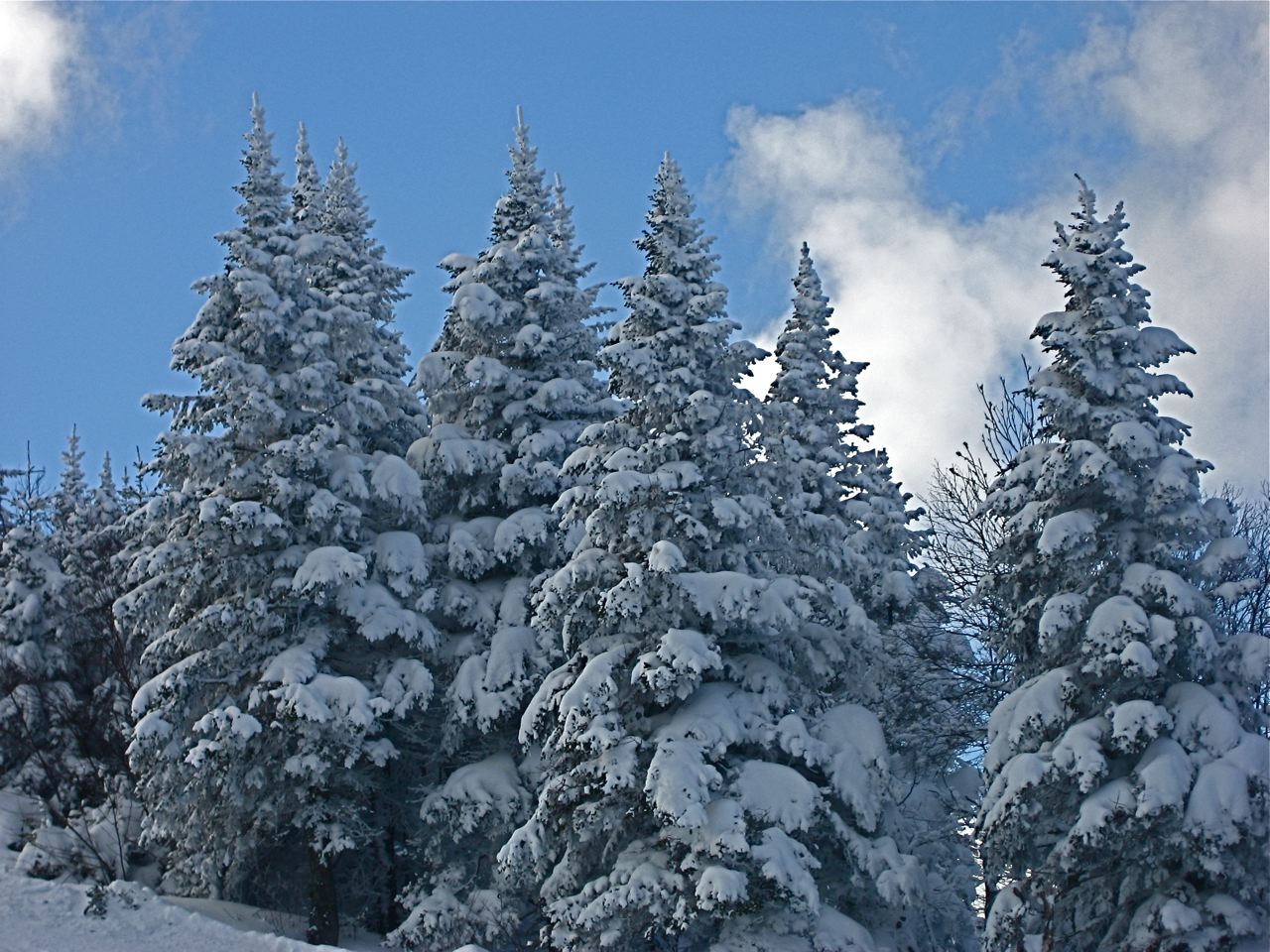 2.11.11.Tremblant.Duncan.Trees.jpg