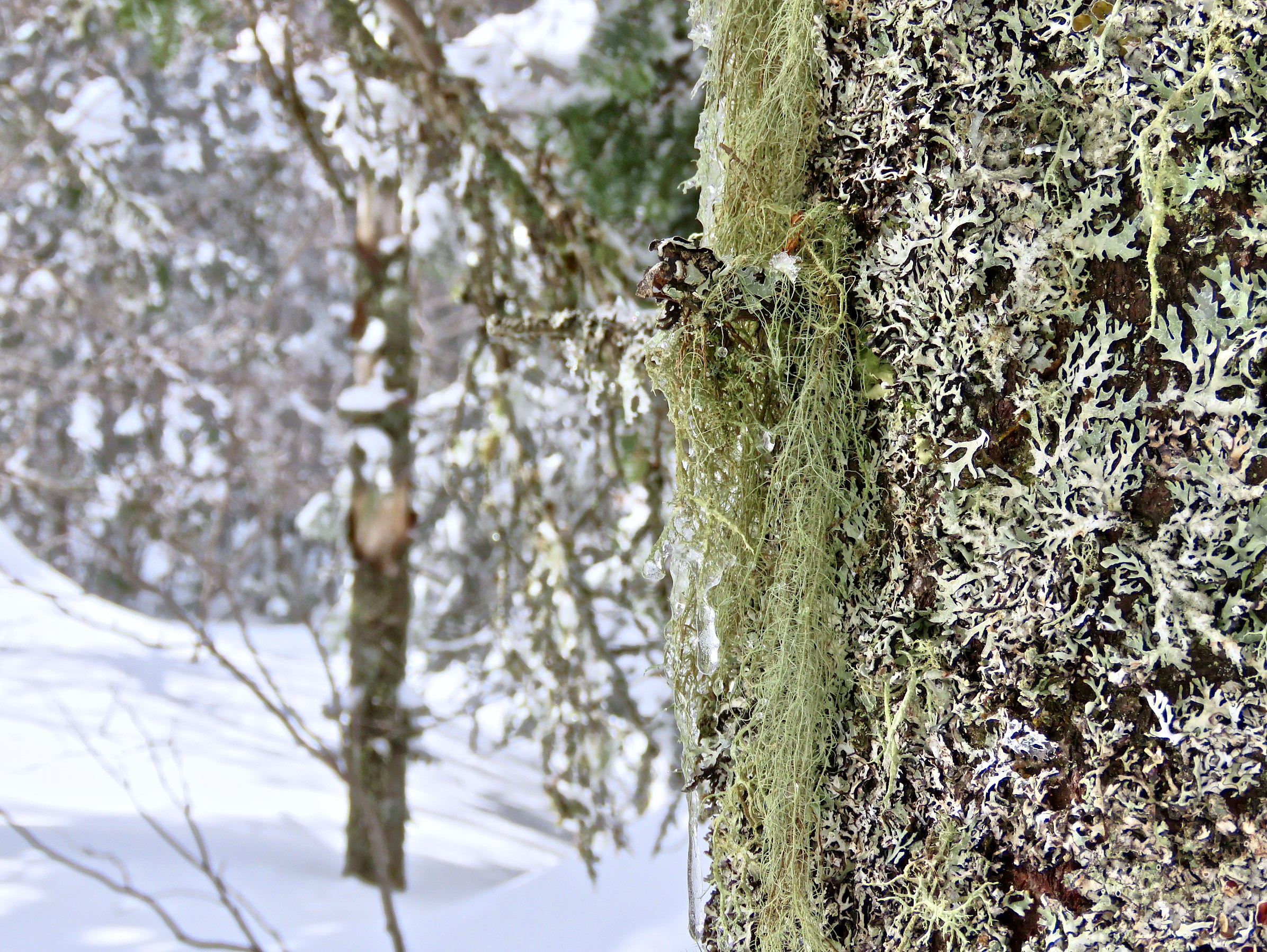 www.Tremblant360.com Photo. All rights reserved.