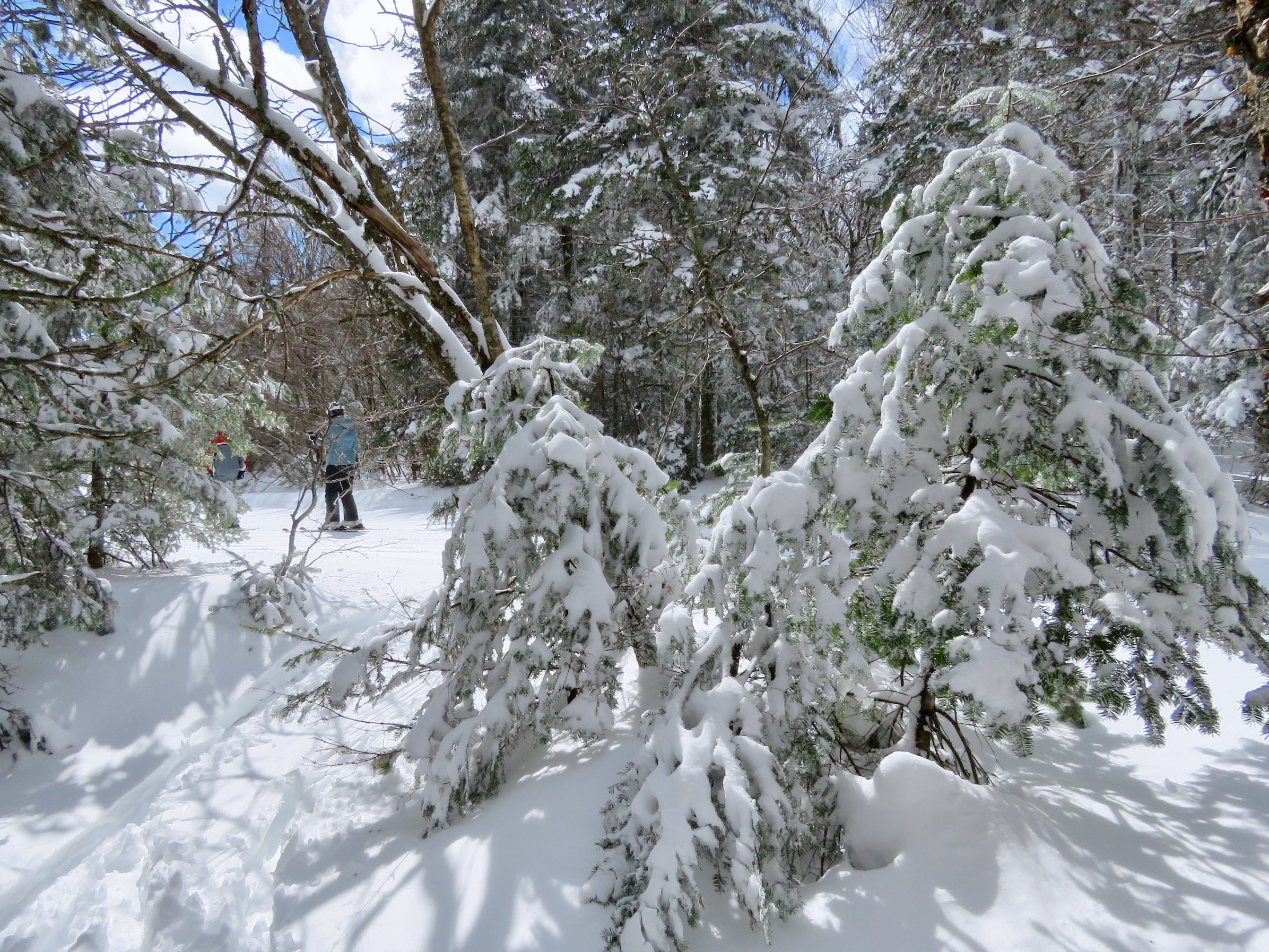 3.28.23.Nord.North.Lowell.Thomas.Trail.Side.Sous.Bois.Sample.d.jpg
