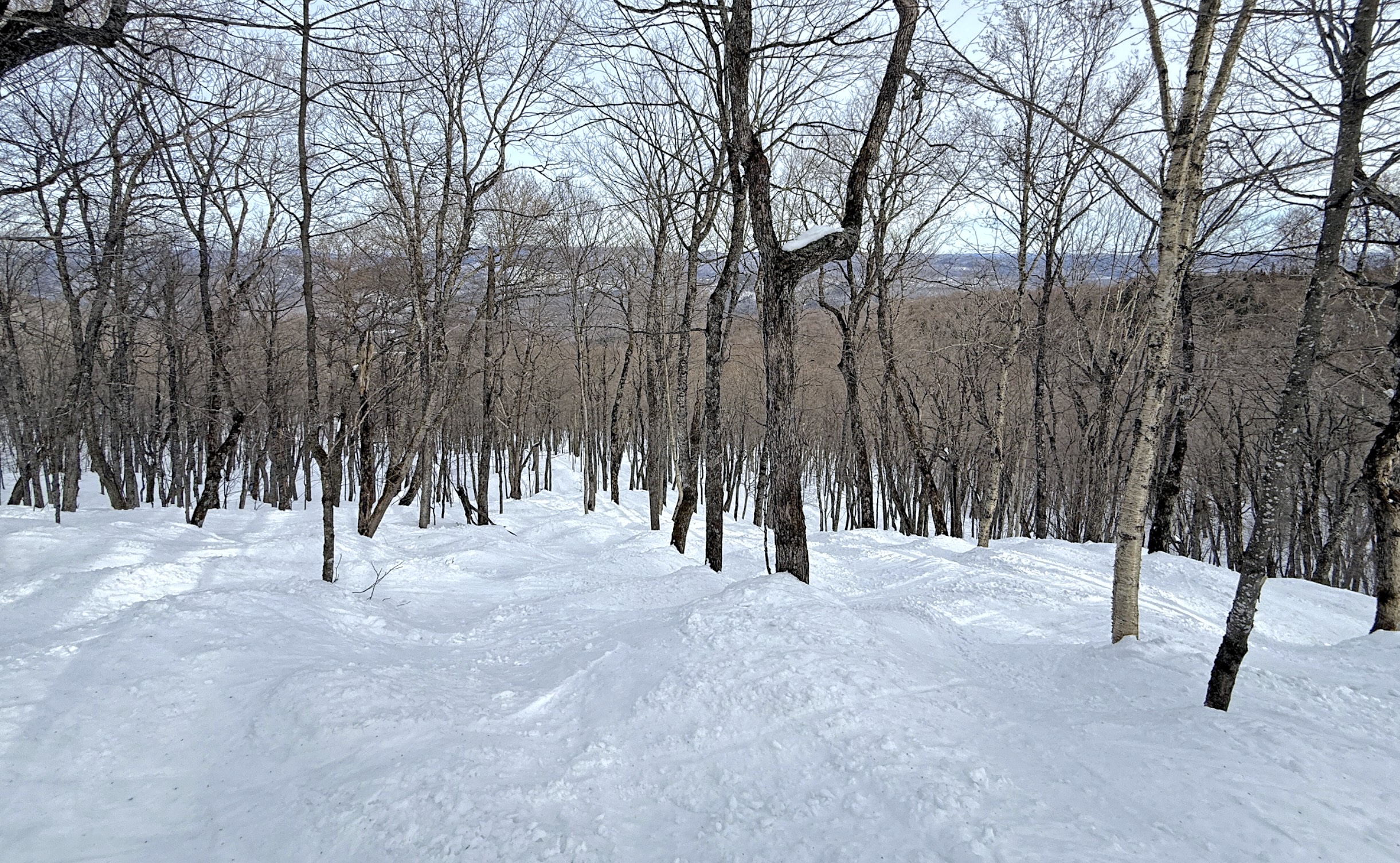 3.15.25.Nord.North.Taiga.Sous.Bois.Zone.Observations.c.jpg