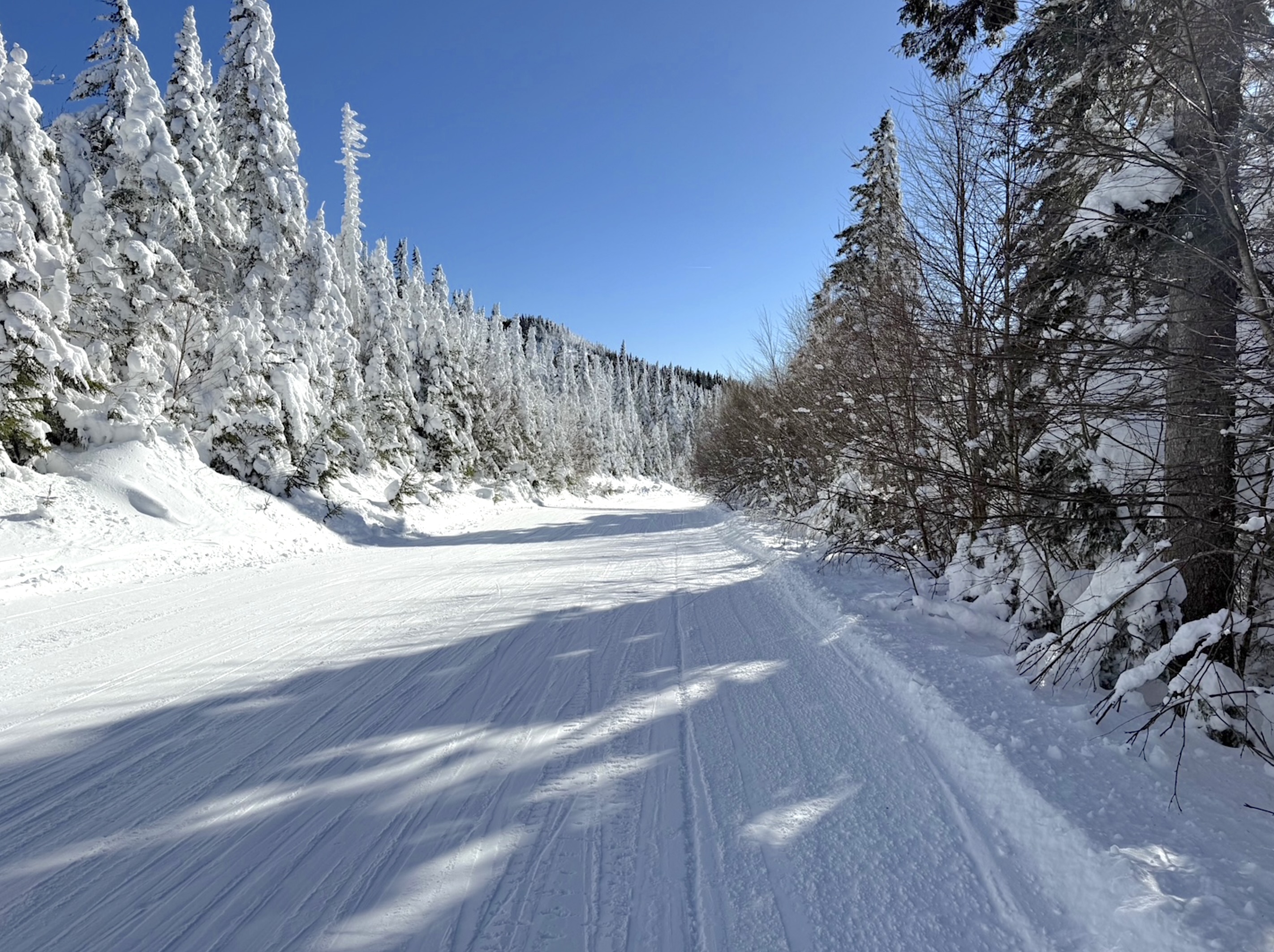 2.2.26.Trail.Number.1.Bon.Vivant.Boreal.Forest.Fantastic.c.jpg