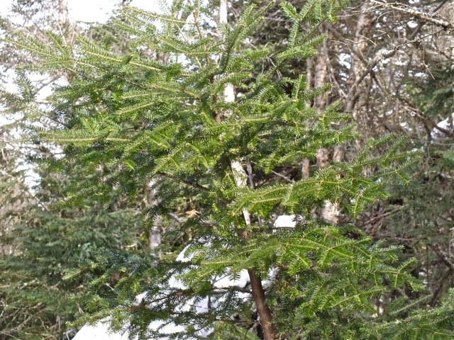 www.tremblant360.com photo. All rights reserved.