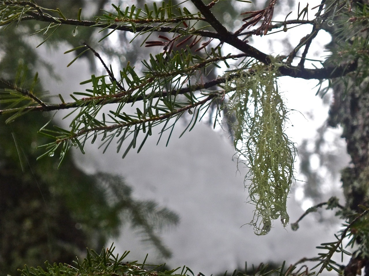 1.12.13.Summit.Level.Fur.Trees.Mossy.Hanging.Plant.Life.d.jpg