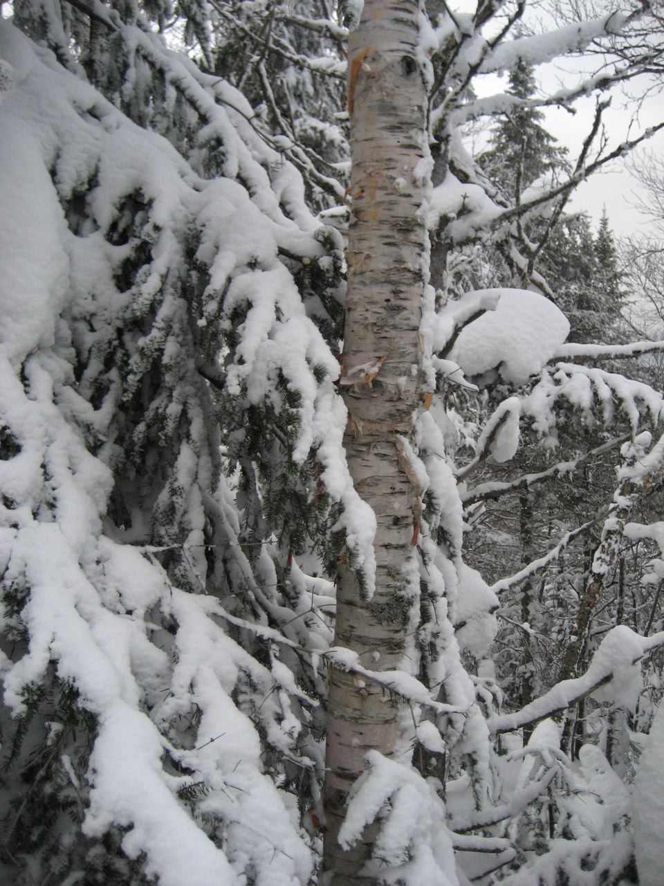 www.tremblant360.com Photo. All rights reserved.