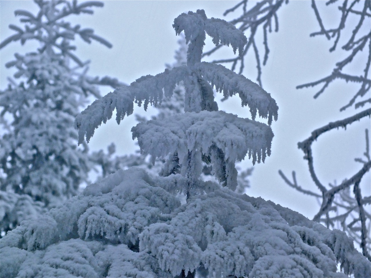 12.23.13.Ptit.Bonheur.Summit.Shapes.Of.Nature.a.jpg
