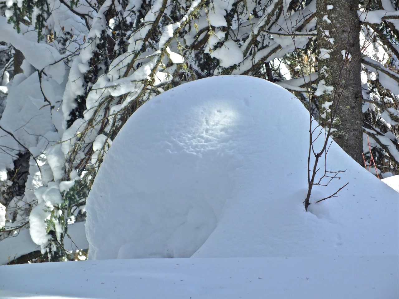 3.23.14.PB.213.Trail.Side.Lowell.Thomas.Snowfall.Sample.d.jpg